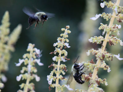 Bees spread pollen.  How convenient for plants, and for us humans.