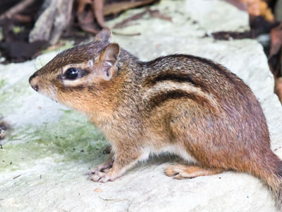 This chipmunk was sitting EXACTLY where I expected it would be.  Maybe one of us is in a rut.