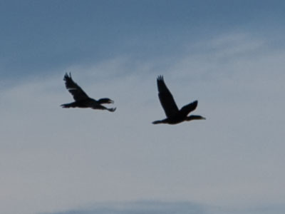 Cormorants, not ducks -- but you knew that already.