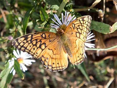 This variegated fritillary might survive the winter if it gets out of Ohio immediately and heads south.