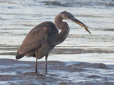 After years of photographing herons on the river, I finally saw one catch a fish.