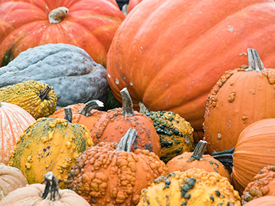 The pumpkin sits there waiting for its jack-o-lantern face,