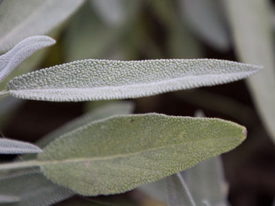 It was so cold, even the plants had goosebumps.