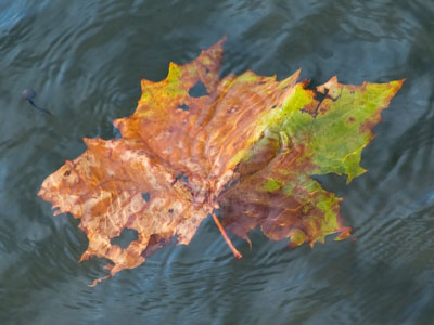 Autumn gives me a sinking feeling.