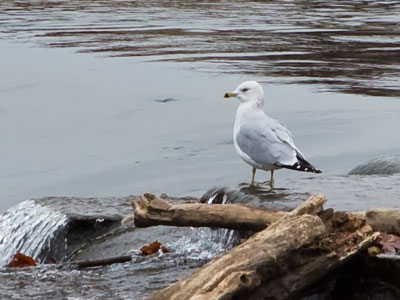 I came upon this scene and knew it would make a good photo, so I heard Michael Jackson in my head singing `The doggone gull is mine.`