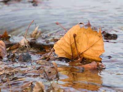 Every fall, nature reminds us of the brevity of life.