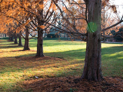 Shawnee Brave Bald Cypress is a deciduous conifer, and its feathery needles turn red before falling in autumn.