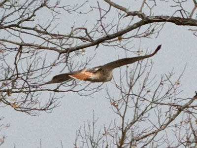 This hawk was flying so low, a dog barked at it.