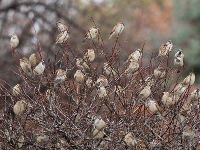 They were chirping loudly.  I pointed my camera:  silence.