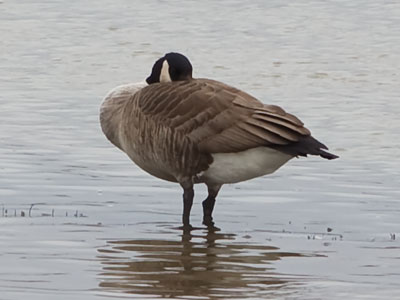 Because one waterfowl is never enough.