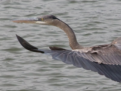 I`ve never had a heron fly TOWARD me before.  It landed close by and didn`t seem to be afraid of me.