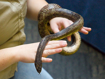 Close encounters with a reptile.