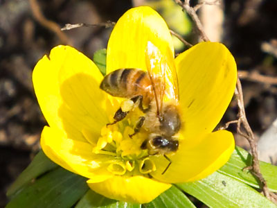 The early bee gets the pollen.