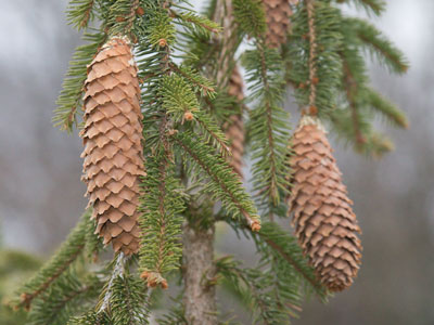 Pine trees grow pine cones, which fall onto the ground.  And then they`re thrown away.  Sorry, no new pine trees.