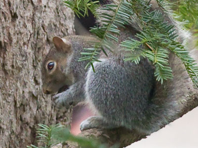 They buried nuts in the fall, and now they have to dig them up and noisily gnaw through them.