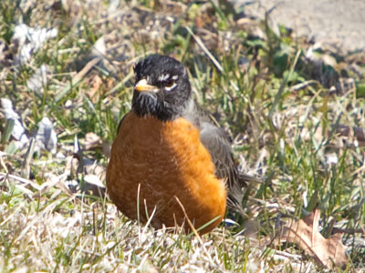 You`re a bird and you survived another day of winter.  Congratulations.