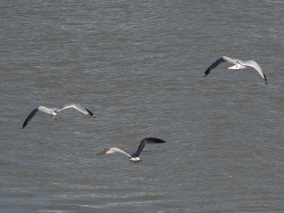 Why settle for one bird when you can have three?