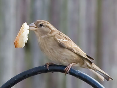 Have you considered a gluten-free diet?