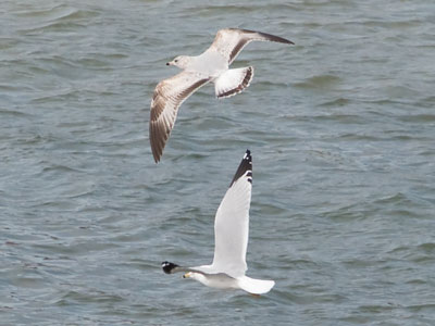 These gulls were close, but only because of conflict.