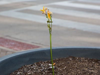 Spring flowers wilt so quickly.