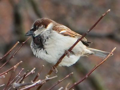 Looking for a good spot to build a nest.