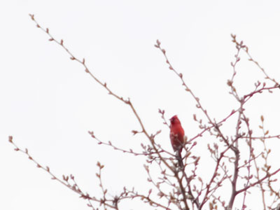 A lone cardinal sings its spring song, oblivious to my uncertainty.