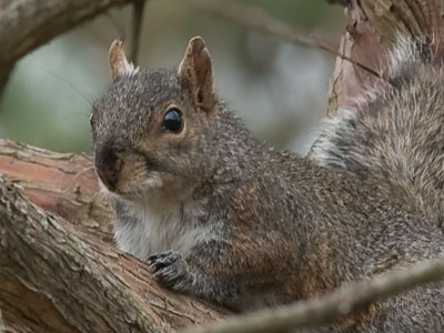 Is it a coincidence that squirrels are tree-colored?