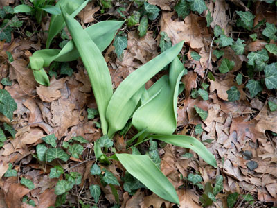 The tulips are getting mixed messages from nature and are uncertain how to proceed.