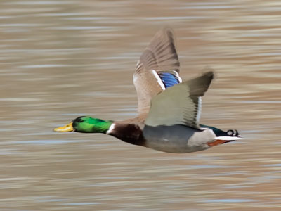 Hurrying to find the next Mrs. Mallard.