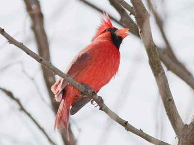 At this time of year, cardinals sing with relentless joy.