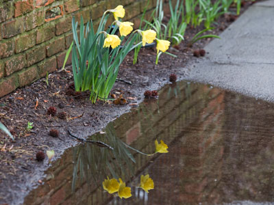 Reflections on springtime.