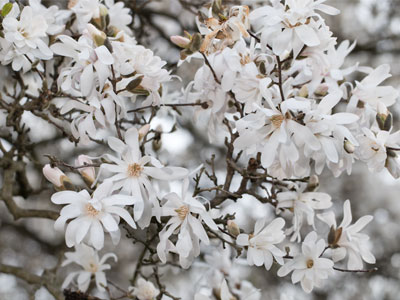 When the wind blew, it rained magnolia blossoms.