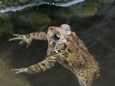 The pond was noisy with the sound of frogs in love.