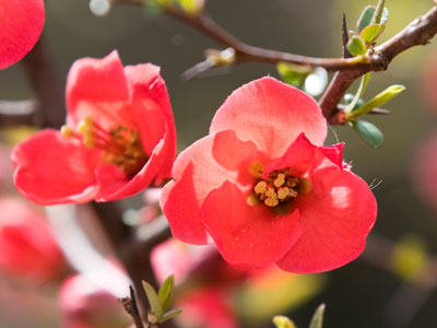 The colors of springtime:  red.