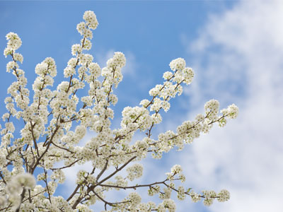 The colors of springtime:  white.