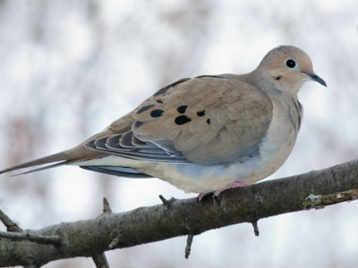 The flowers appear on the earth, the time of the singing of birds is come, and the voice of the turtledove is heard in our land. SONG OF SOLOMON 2:12