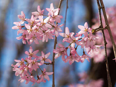 The colors of springtime:  pink.