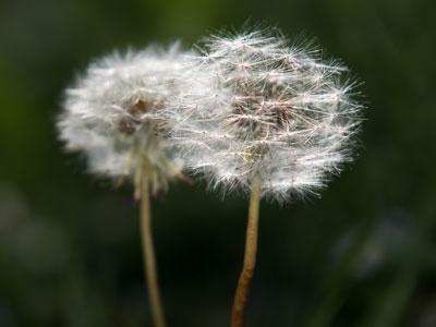 Dandelion seedlings don`t FLOAT -- they actually FLY, generating a low-pressure vortex that makes them rise.