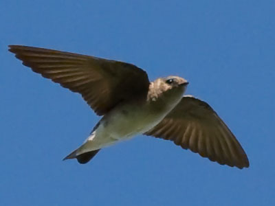 Confident in their speed and maneuverability, swallows aren`t afraid to fly low and give me a good looking over.