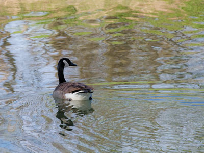 Were there geese at Giverny?