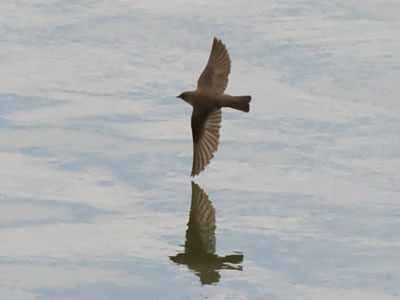 The speed and maneuverability of a swallow (see May 1 above).