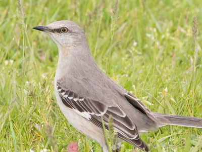 For oft from the darkness of hearts and lives come songs that brim with joy and light, as out of the gloom of the cypress grove the mocking-bird sings at night. PAUL LAURENCE DUNBAR