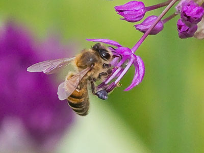 The flower was a large purple ball, but bees grabbed onto little flowerets and hung on as they drooped down.