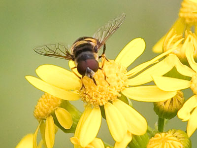 Bees do important work.  Do not swat, spray or smush.