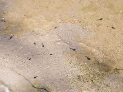 I wondered why there were so few tadpoles this year (see June 11, 2018) . . . 