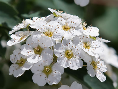 This little bouquet makes me feel bad for all of those people who were planning to have a wedding this spring.