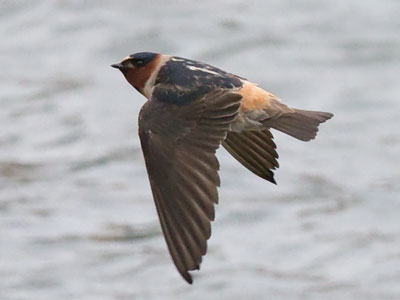 The American cliff swallow (petrochelidon pyrrhonota).  Petro means rock and pyrrhonota means flaming back.