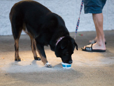 I bark, you bark, we all bark for ice cream.