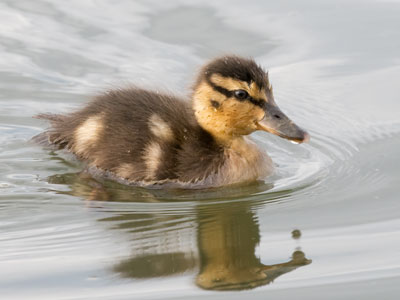 The ducklings are growing up (see May 11 above).