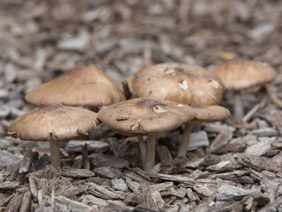 Since kids aren`t allowed to use the playground, nature has made a comeback.